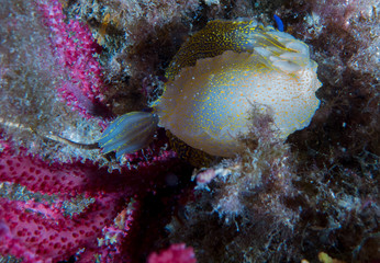 nudibranquio con macro debajo del mar