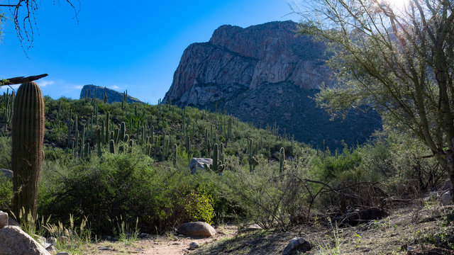 Pusch Ridge in the Catalina Mountains along the Linda Vista hoking trail in the Sonoran Desert. Beautiful Southwestern landscape with saguaro cactus, cholla, prickly pear and other cacti in Arizona. 