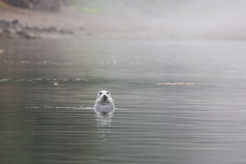 Naklejka premium Głowa dzikich fok w morzu. Morze Ochockie