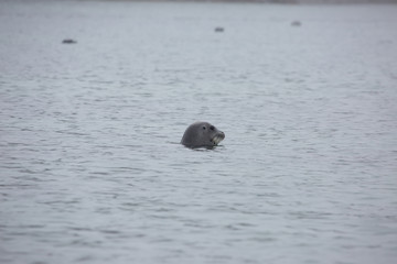 Fototapeta premium głowa foki w szarej mgle na morzu