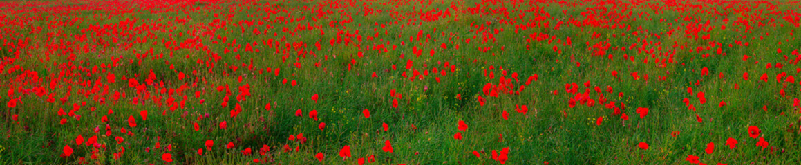 Panele Szklane  Piękny krajobraz pola czerwonych maków