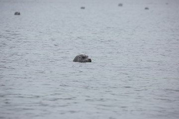 Naklejka premium głowa foki w szarej mgle na morzu