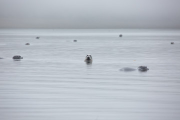 Fototapeta premium grupa fok w szarej mgle na morzu ochockim