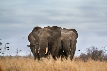 African bush elephant in Kruger National park, South Africa ; Specie Loxodonta africana family of...