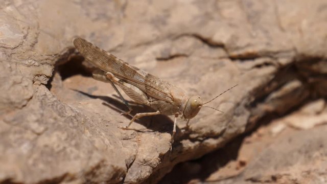 African Grasshopper on a rock in Meski, Morocco, Africa