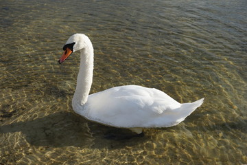 Cygne blanc