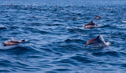 Common Dolphin Pod