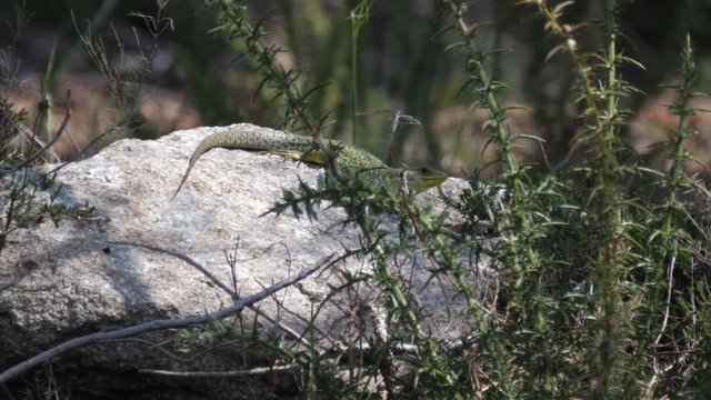Ocellated lizard on a rock in Sil Canyon Spain