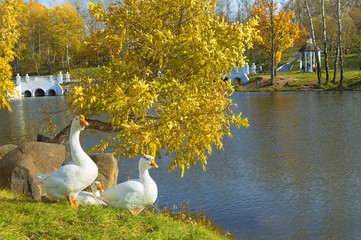 Mellow autumn in the park. Khabarovsk, far East, Russia.