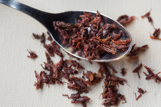 Spoon of Chapulines, toasted grasshoppers