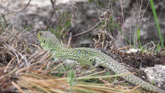 Ocellated lizard moving through the forest in Sil Canyon Spain