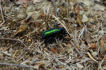 beetle on the ground