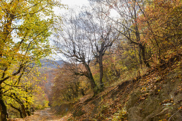 Colorful stunning autumn forest landscape in October