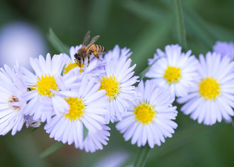 Bee Pollinating Daisies