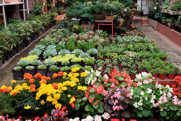 Plant nursery in Coyoacan Mexico.