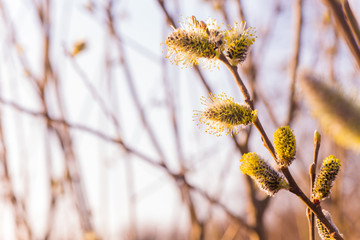 Risen blooming inflorescences male flowering catkin or ament on a Salix alba white willow in early spring before the leaves. Collect pollen from flowers and buds. Honey plants Europe.