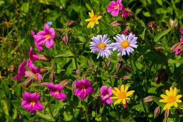 Fototapeta premium High Mountain Flowers