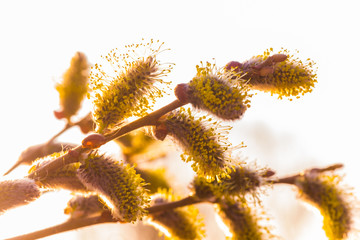Risen blooming inflorescences male flowering catkin or ament on a Salix alba white willow in early...