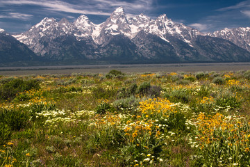 Teton Flowers