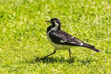 Magpie Lark Struts