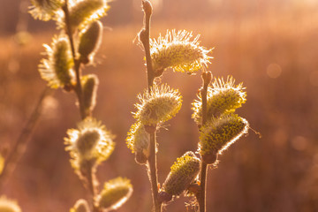 Risen blooming inflorescences male flowering catkin or ament on a Salix alba white willow in early spring before the leaves. Collect pollen from flowers and buds. Honey plants Europe. © Maryna