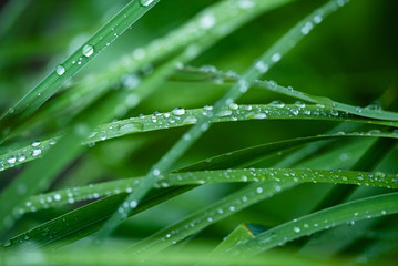 grass with water drops