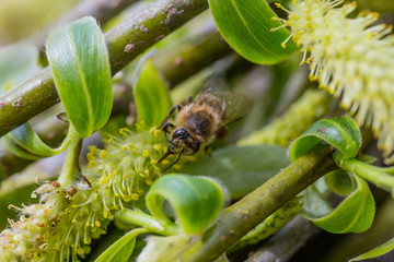 The honey bee collects the pollen from the willow. Not fluffy blooming inflorescences catkins holly...