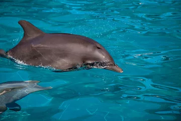 Photo sur Plexiglas Dauphin Le grand dauphin Tursiops truncatus nage le long du littoral de Key West