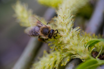 The honey bee collects the pollen from the willow. Not fluffy blooming inflorescences catkins holly willow in early spring before the leaves.