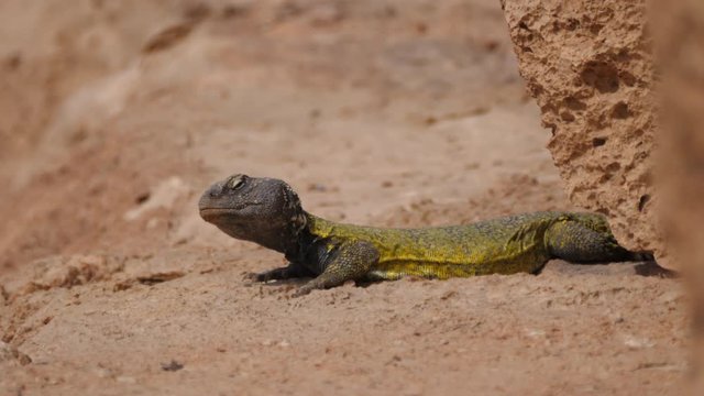 Moroccan Spiny-tailed lizard laying in the sun around Meski in Morocco, Africa