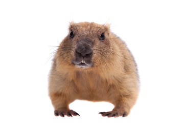 The bobak or steppe marmot on white background