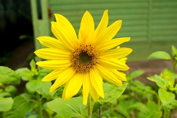 closeup of sunflower