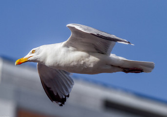 Möwe im Flug
