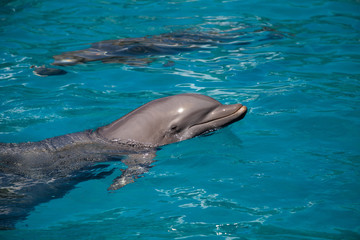 Bottlenose dolphin Tursiops truncatus swims along the shoreline of Key West