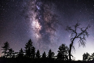 Milky Way and trees in Mount Laguna, California