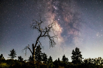 Milky Way and trees in Mount Laguna, California