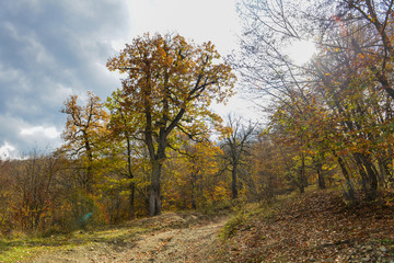 Colorful stunning autumn forest landscape in October