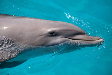 Bottlenose dolphin Tursiops truncatus swims along the shoreline of Key West