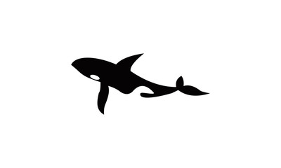 white whale vector