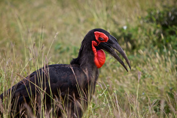 Southern Ground Hornbil