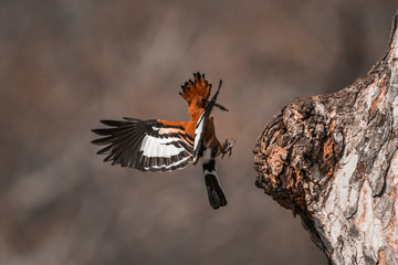 African hoopoe in Kruger National park, South Africa ; Specie Upupa africana family of Upupidae