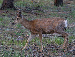 A Mule Deer (Odocoileus hemionus) feeding on grass.  Shot in Rocky Mountain National Park, Colorado.