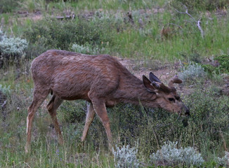 A Mule Deer (Odocoileus hemionus) feeding on grass.  Shot in Rocky Mountain National Park, Colorado.
