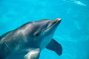 Photo sur Plexiglas Dauphin Bottlenose dolphin Tursiops truncatus swims along the shoreline of Key West