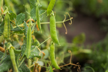 Pisum sativum, pea, garden peas in the garden. Young pea sprouts. Pea pod on bush close-up. Vegetarian food.