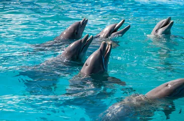 Crédence de cuisine en verre imprimé Dauphin Bottlenose dolphin Tursiops truncatus swims along the shoreline of Key West