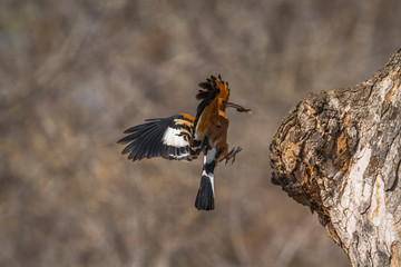 African hoopoe in Kruger National park, South Africa ; Specie Upupa africana family of Upupidae
