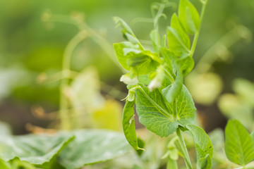 Pisum sativum, pea, garden peas in the garden. Young pea sprouts. Pea pod on bush close-up. Vegetarian food.