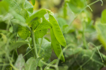 Pisum sativum, pea, garden peas in the garden. Young pea sprouts. Pea pod on bush close-up. Vegetarian food.