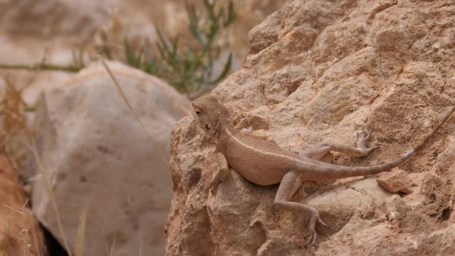 Desert Agama looking around on a rock at Meski in Morocco, Africa